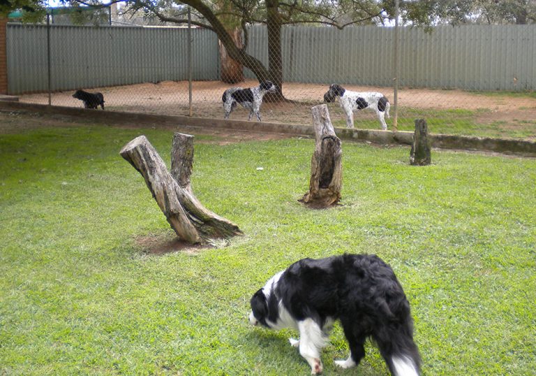 Kennels Berrima Boarding Kennels & Cattery
