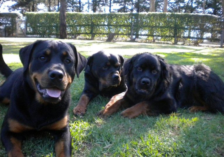 Berrima Boarding Kennels & Cattery
